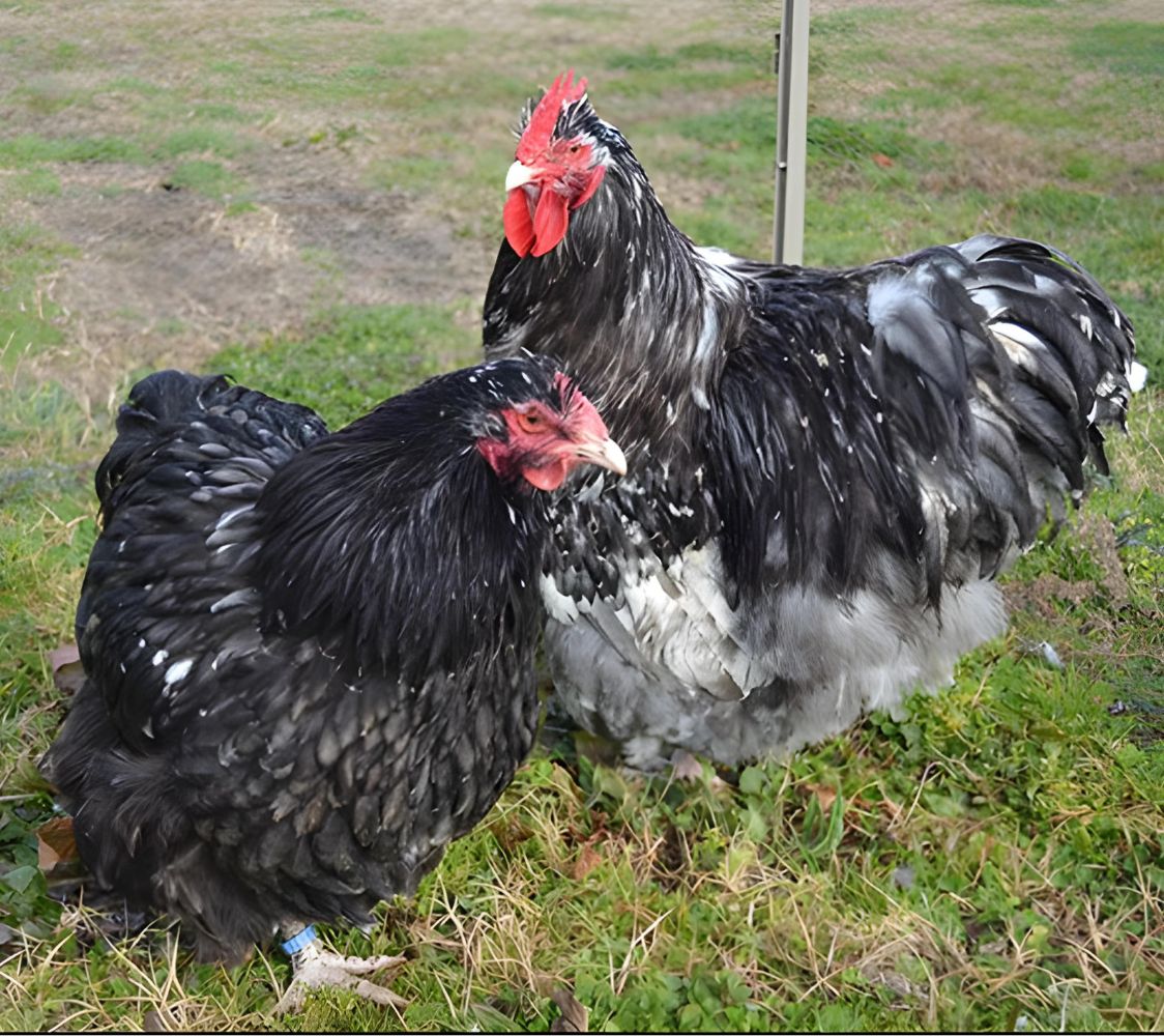 gallina Orpington azul moteado	