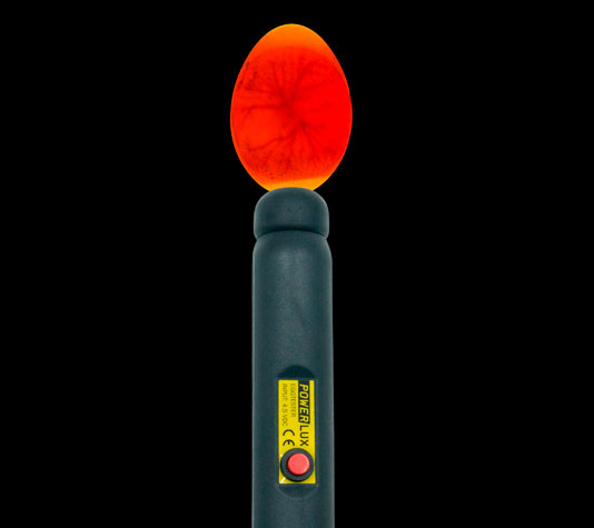 cómo saber si un huevo está gallado