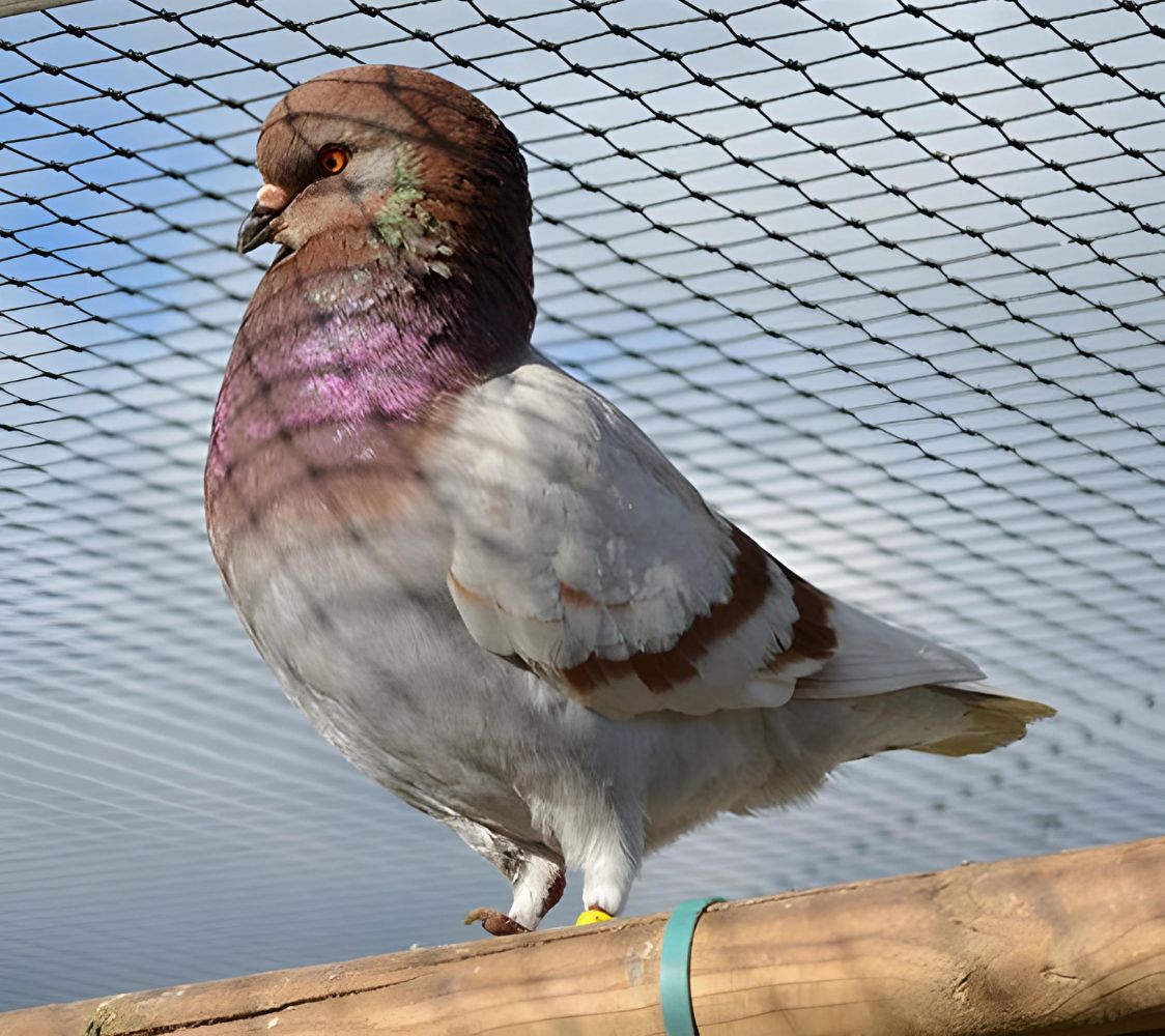 paloma de raza modenesa alemana	