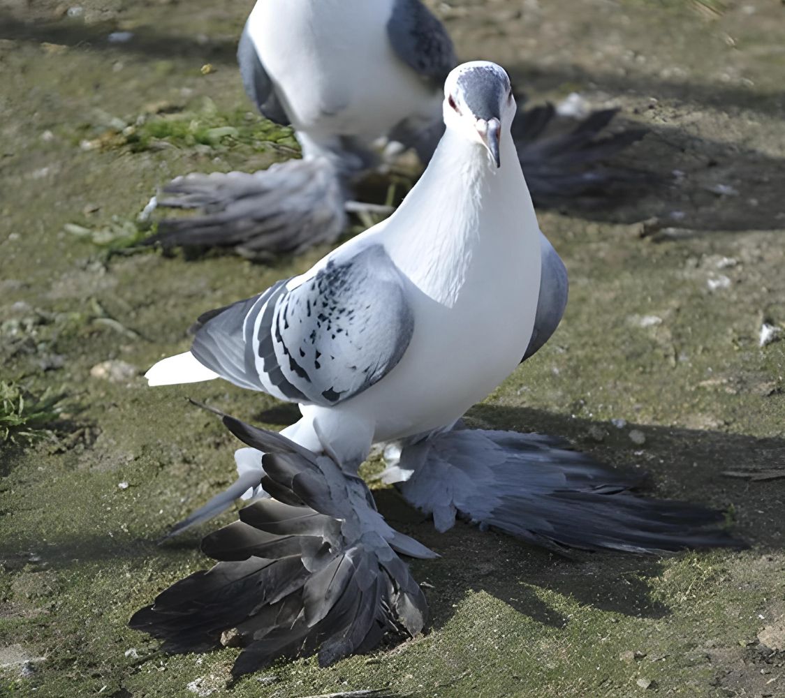 Paloma Ala de color de Sajonia azul prieto	