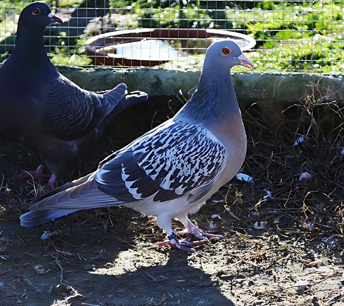 paloma alondra de coburgo	