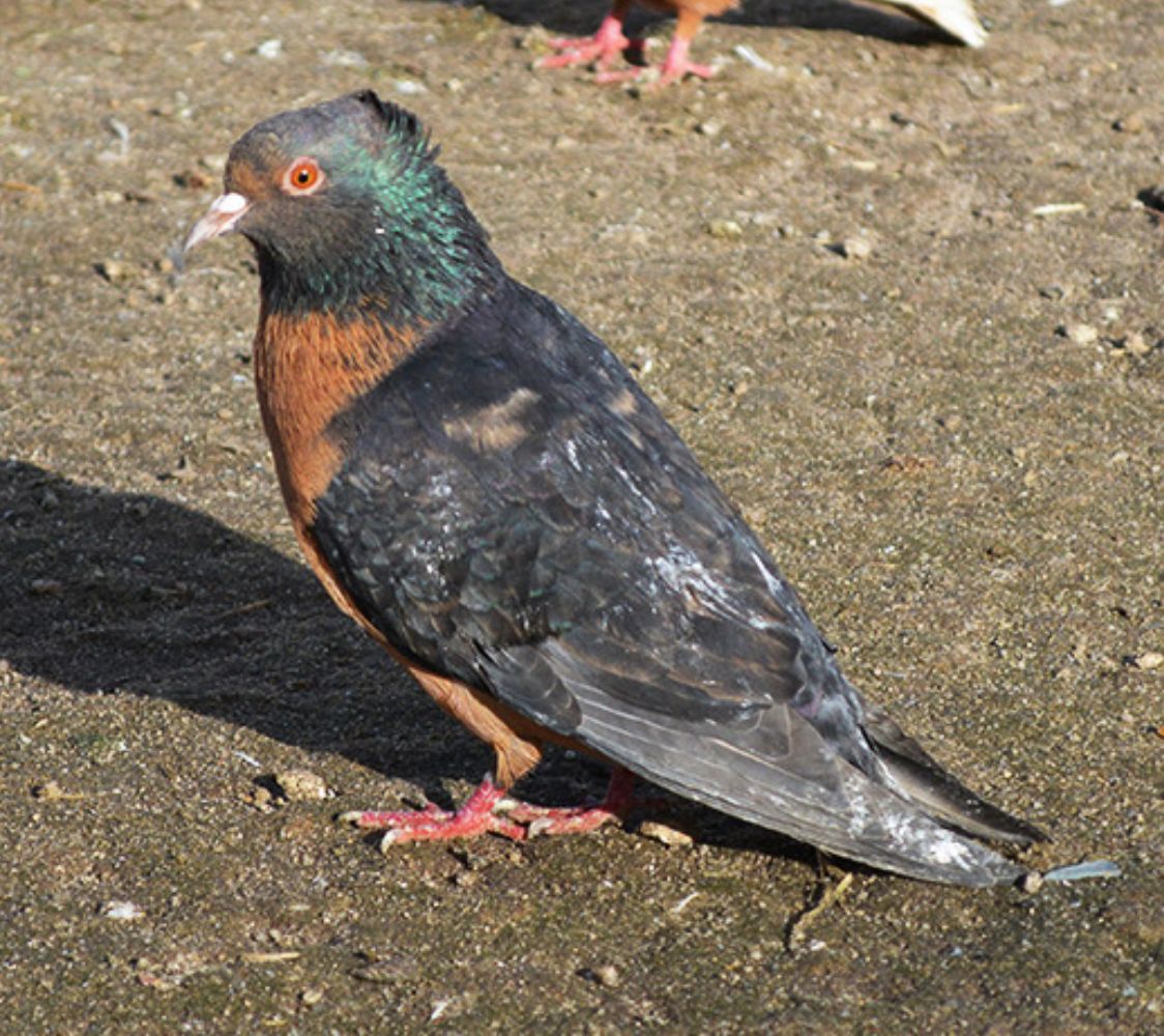 paloma arcángel de llamativos colores	