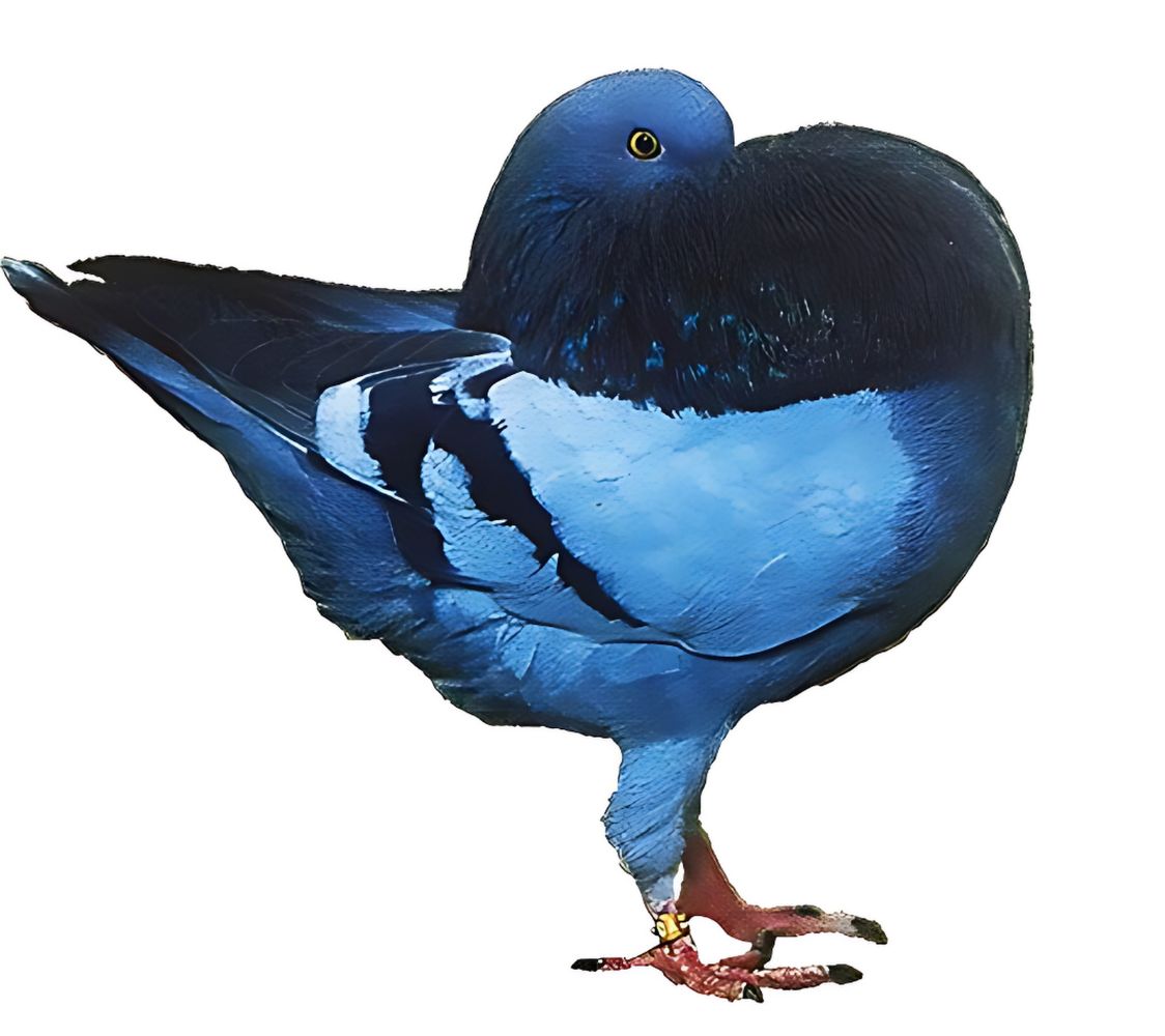 Paloma buchón de amsterdam	