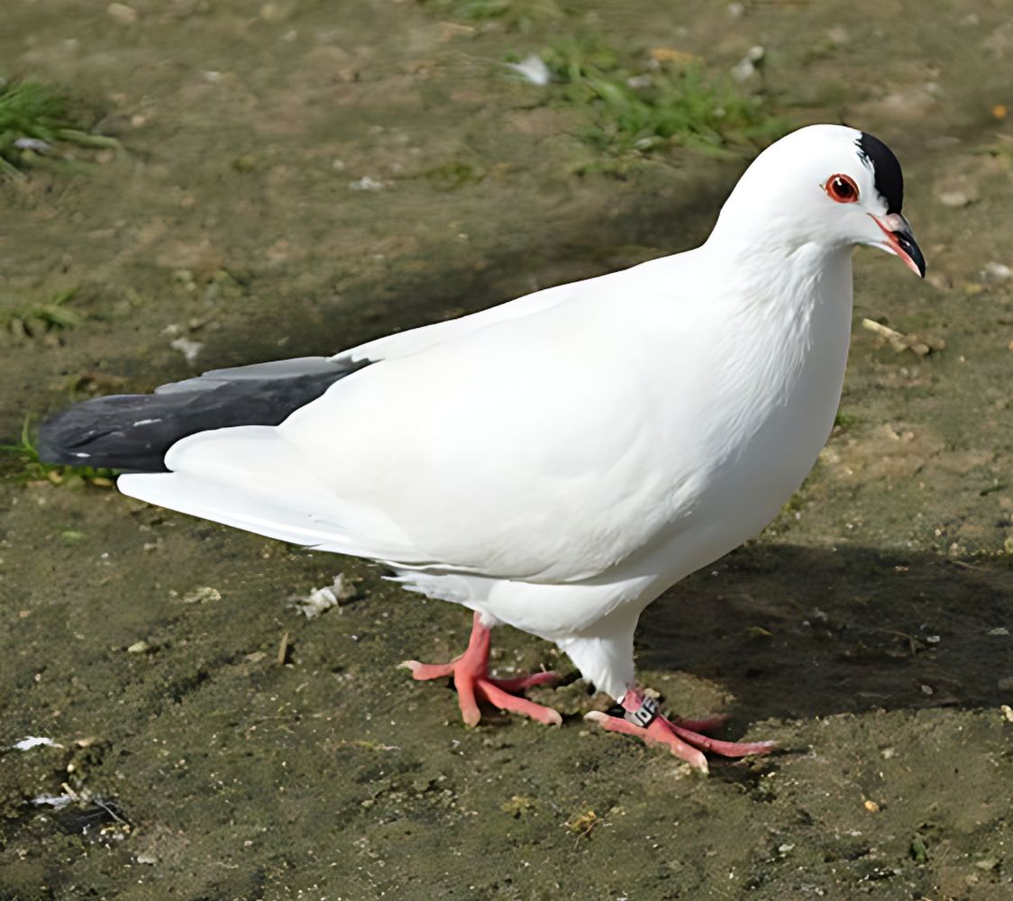 paloma copete de turingia	