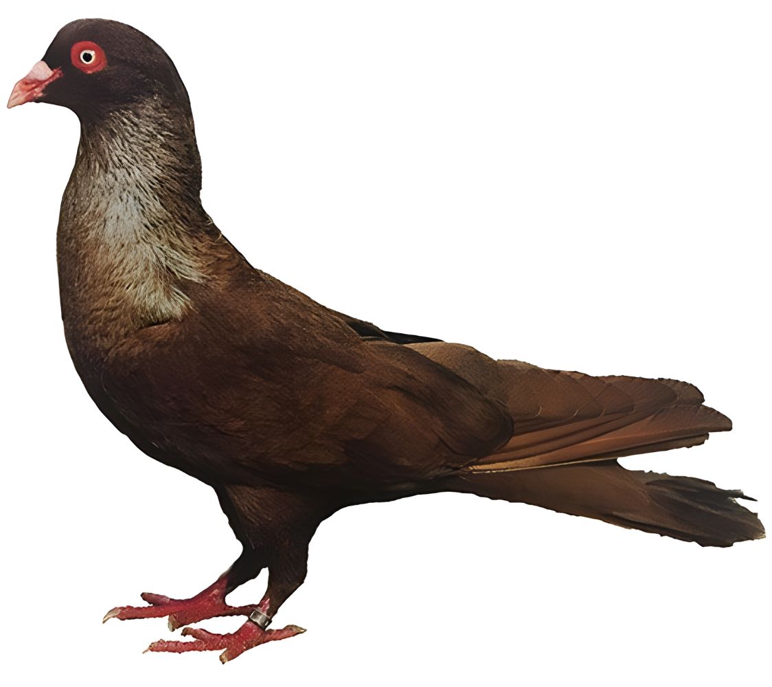 Paloma gigante romana	