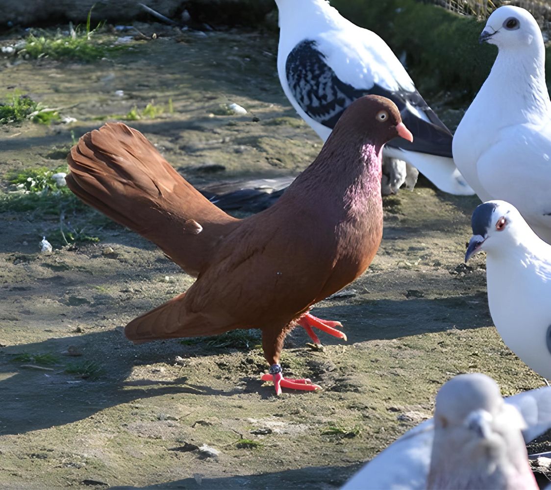 paloma rodante oriental rojo