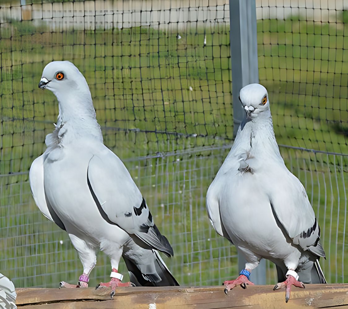pareja de paloma corbata italiana	