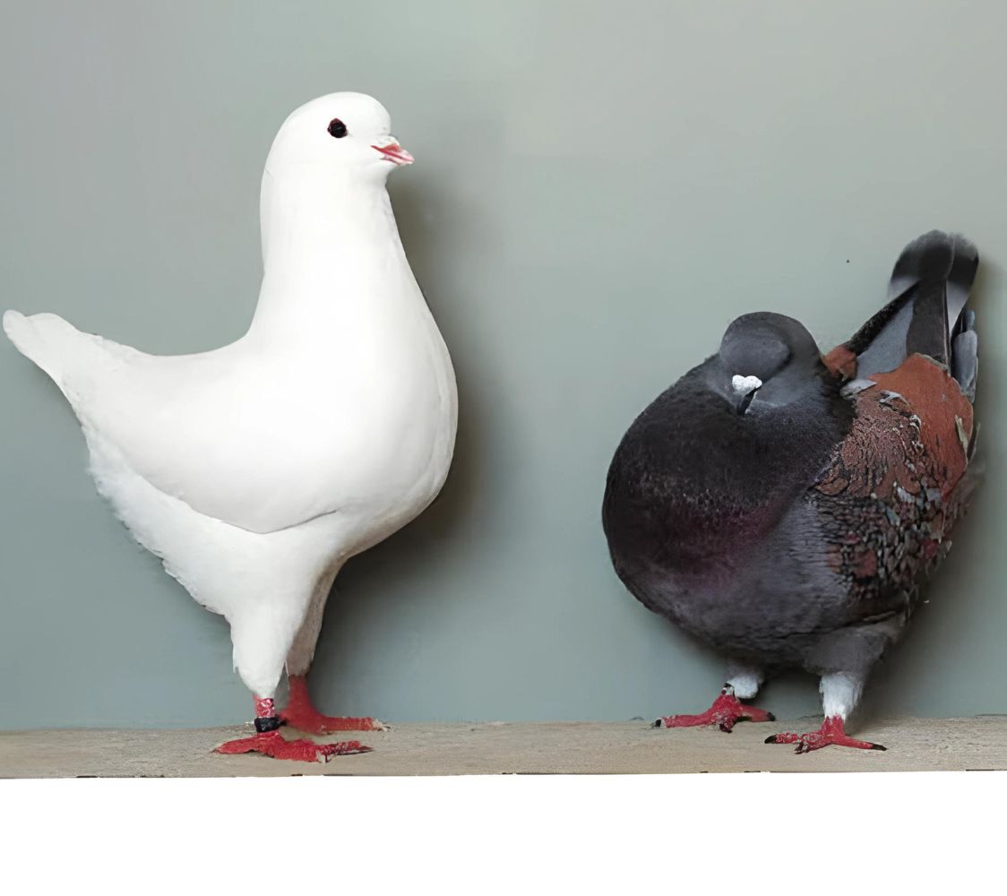 Paloma módena inglesa	