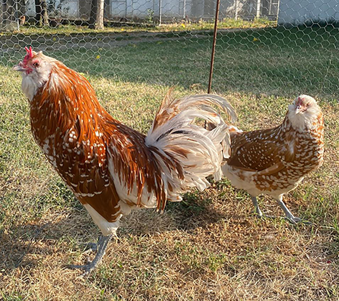 gallina holandesa barbuda gamuza lentejuelado de blanco
