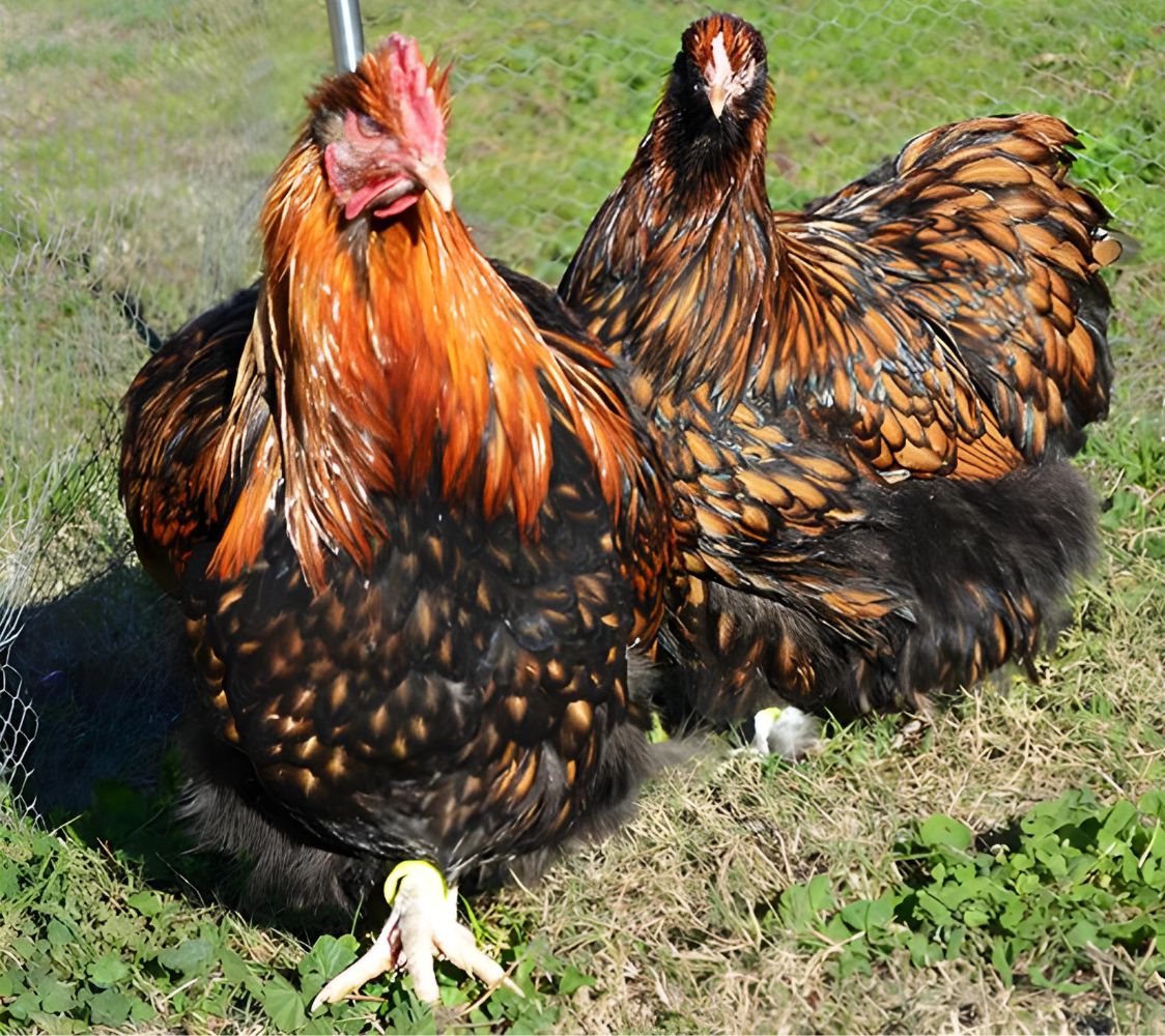 Pareja gallina Orpington dorado ribeteado de negro	