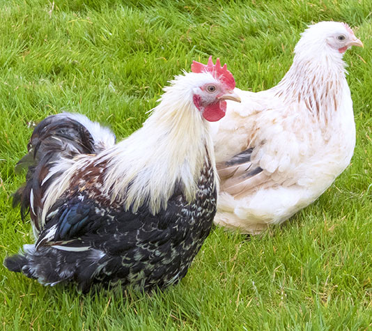 gallinas pekin asalmonado