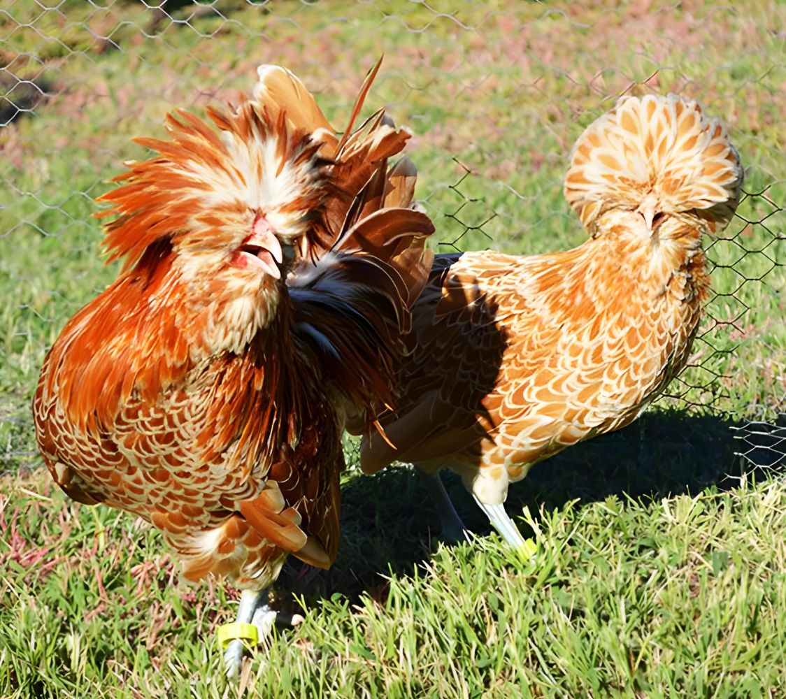 Pareja gallina Aduana gamuza	