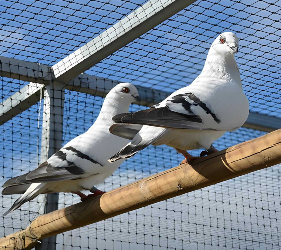 Pareja paloma Damascena satinado	
