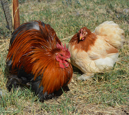 Raza Pekin Una Gallina Carinosa Y De Pequeno Tamano Finca Casarejo