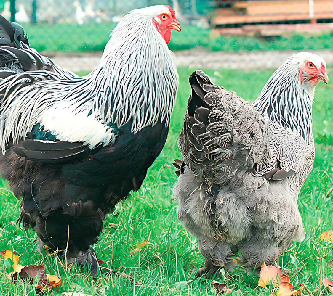 pareja brahma plateado o dark	