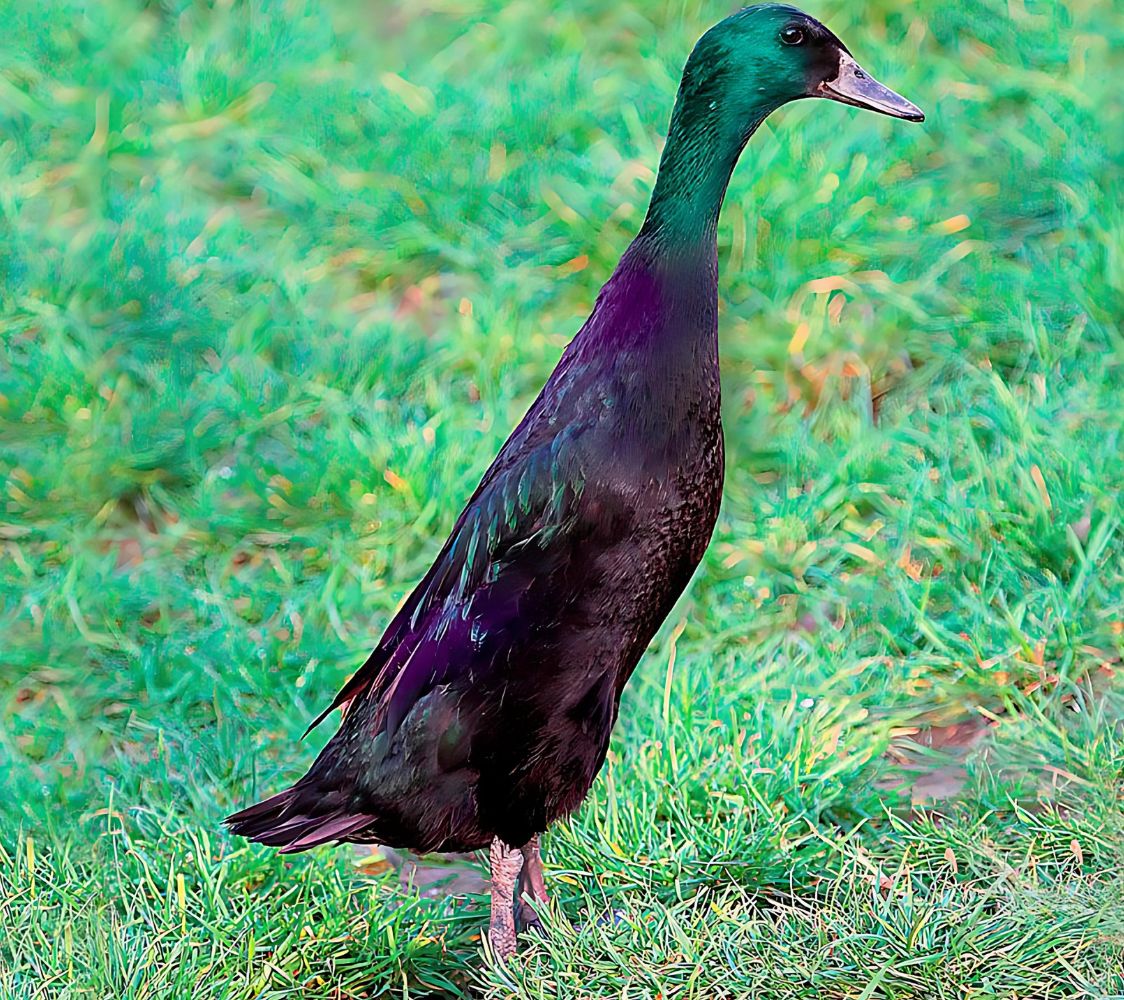 pato corredor indio negro	