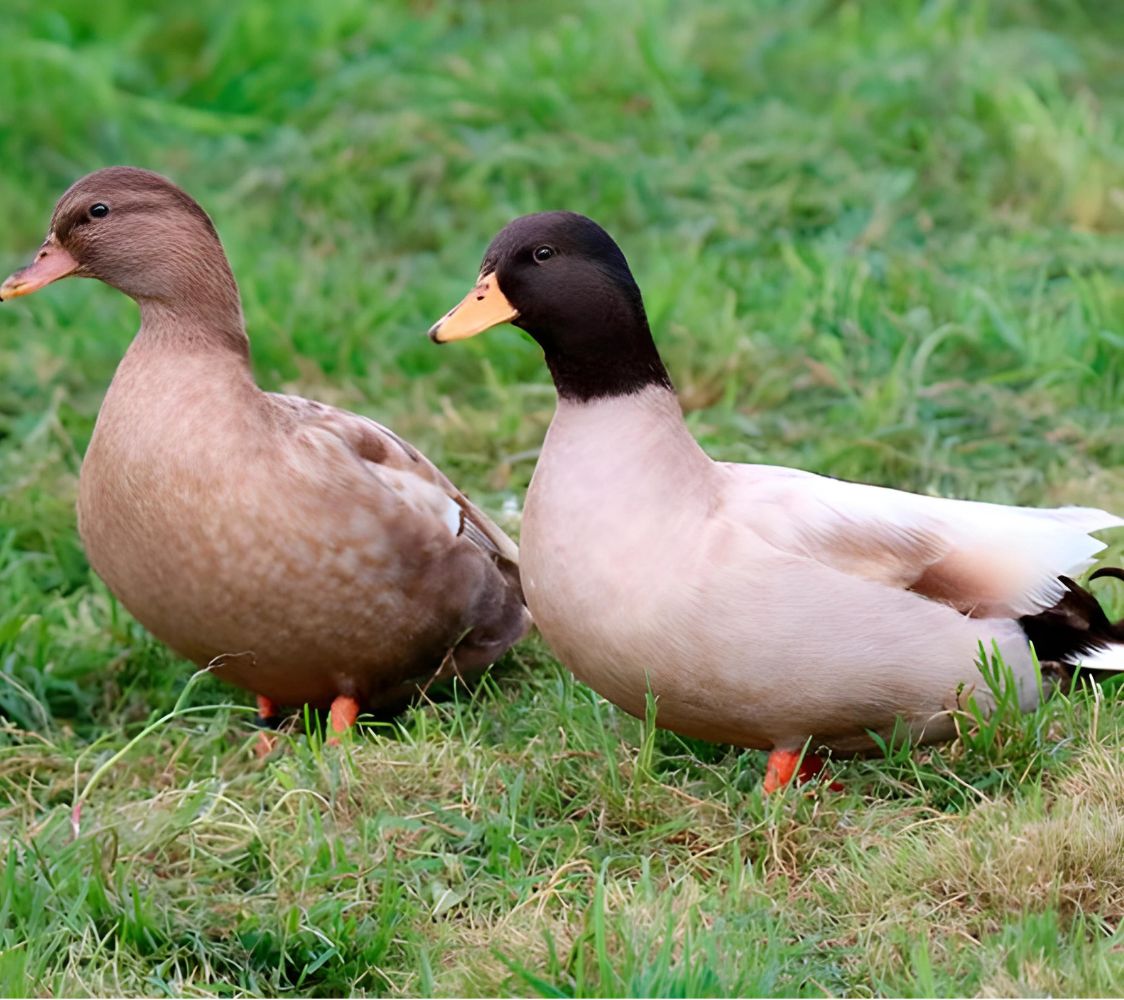 Pato miñón chocolate	