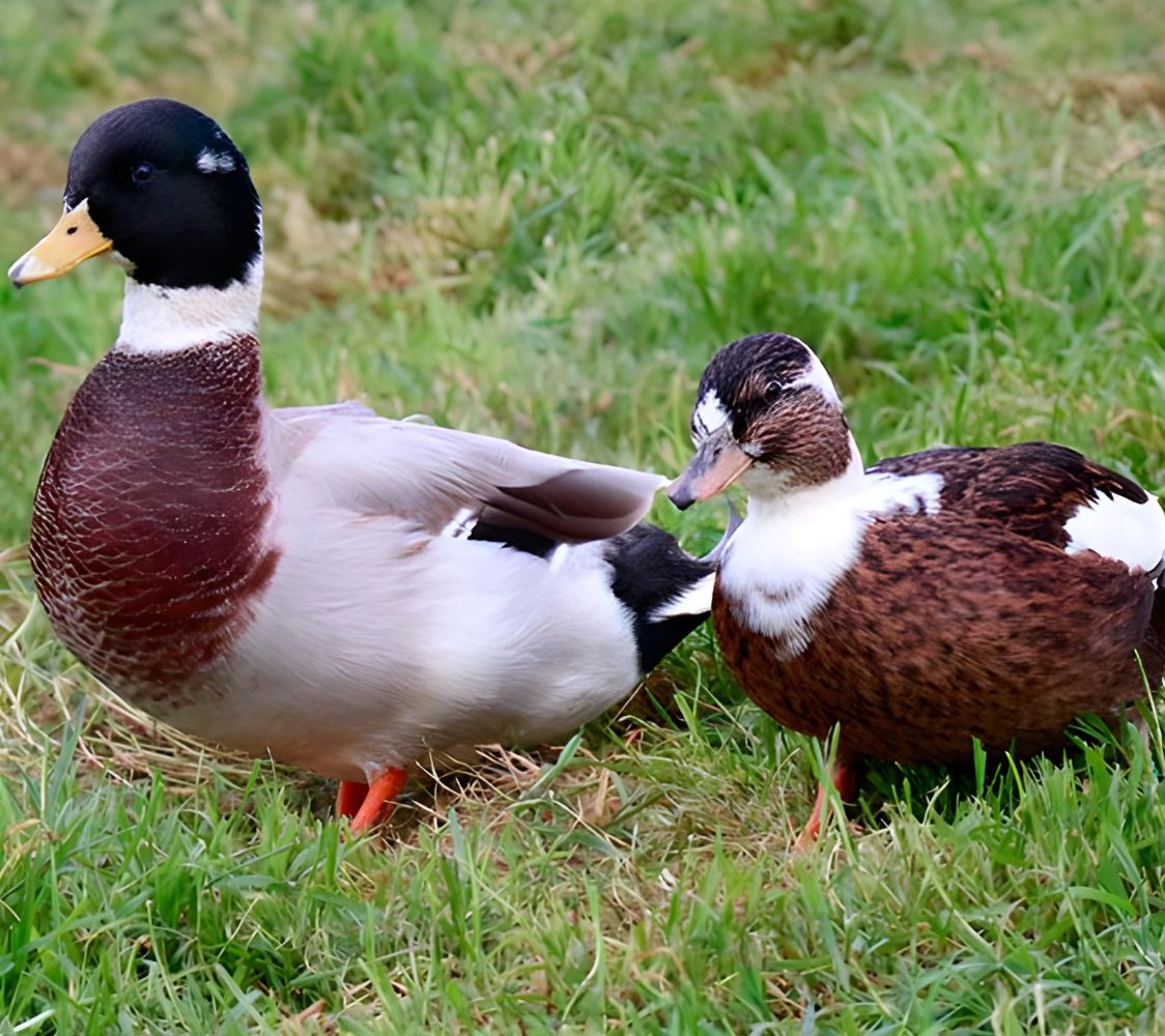 Pareja pato miñón pinto	