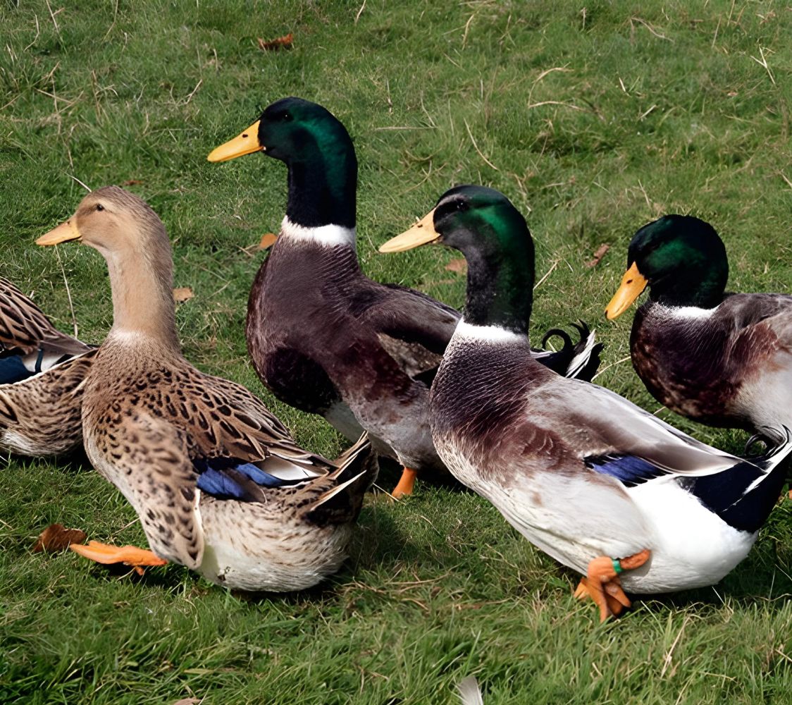 Comprar Patos de Rouen. Comprar Patos de Rouen Online. | Finca Casarejo