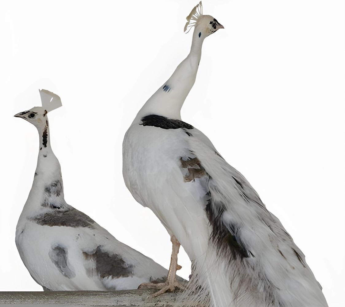 Pavo real arlequín plateado	