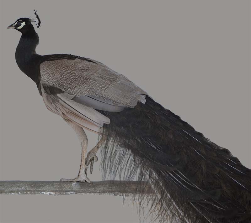 pavo real mutación opal