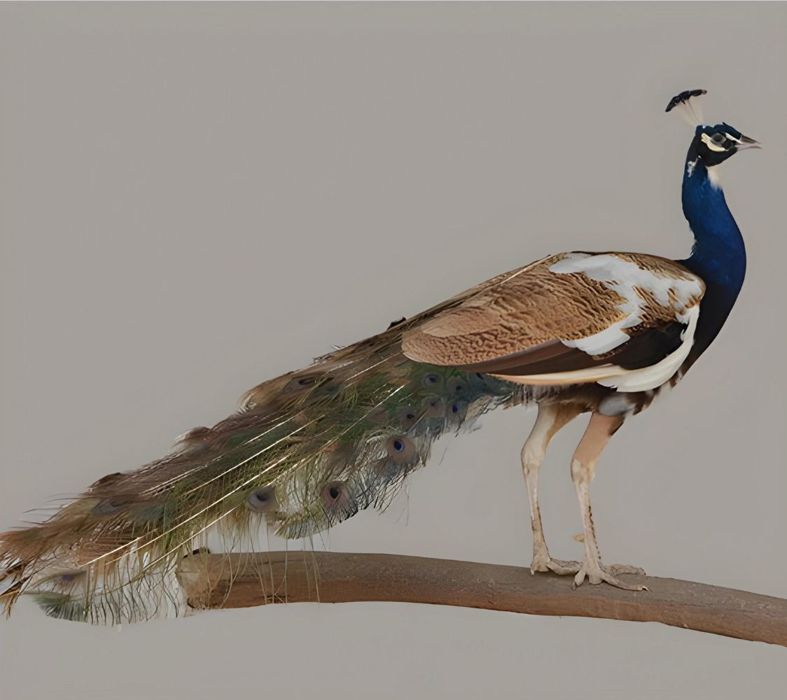 pavo real púrpura arlequin