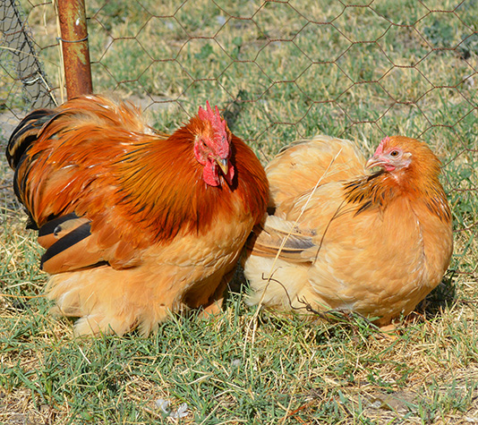 pareja pekin color leonado armiñado de negro