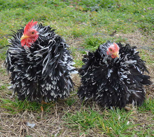 gallina pekin rizada