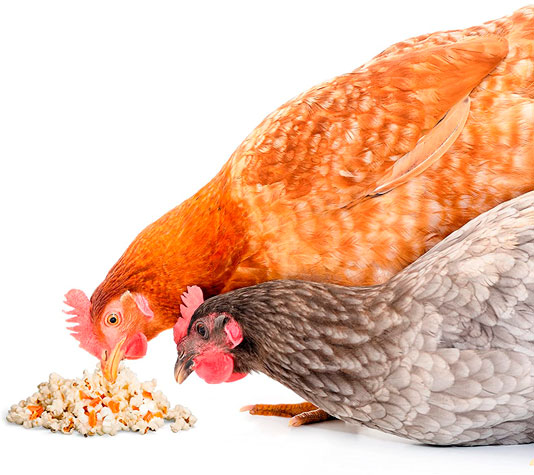 gallinas comen palomitas de maíz