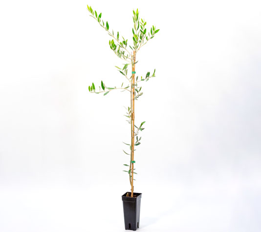 Plantón olivo picual