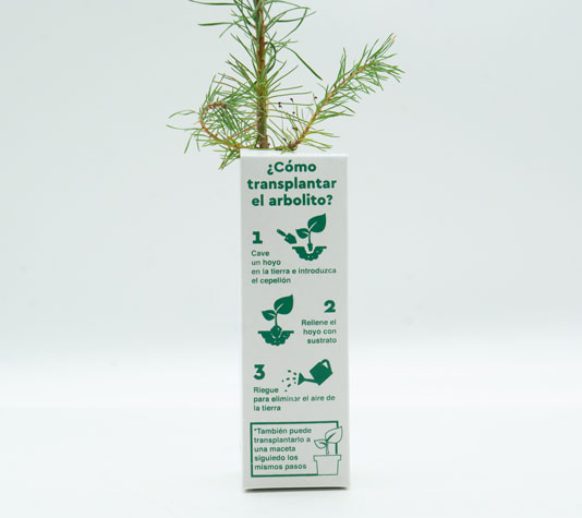 Instrucciones cómo transplantar un pino piñonero