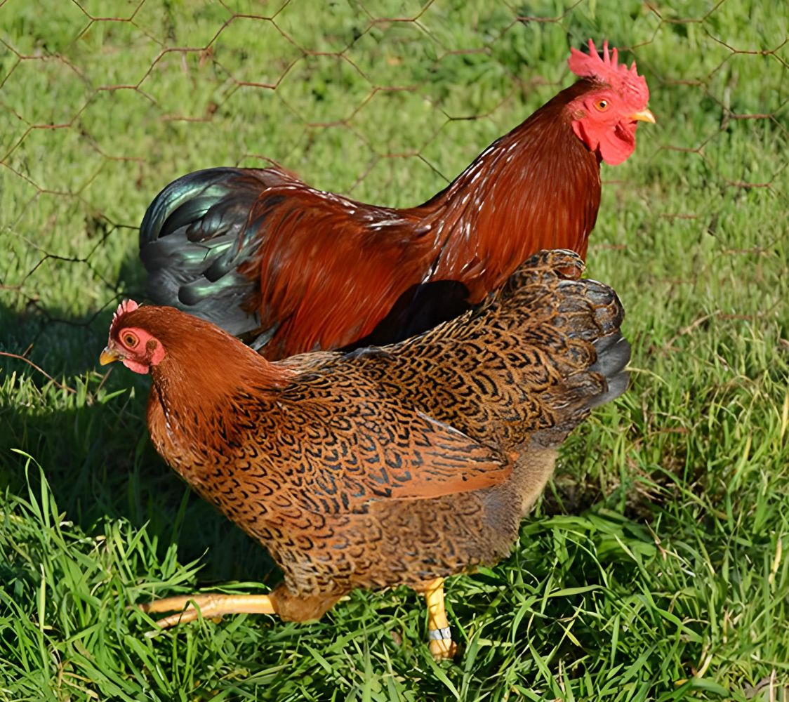 Pareja gallinas de raza plymouth rock enano dorado	