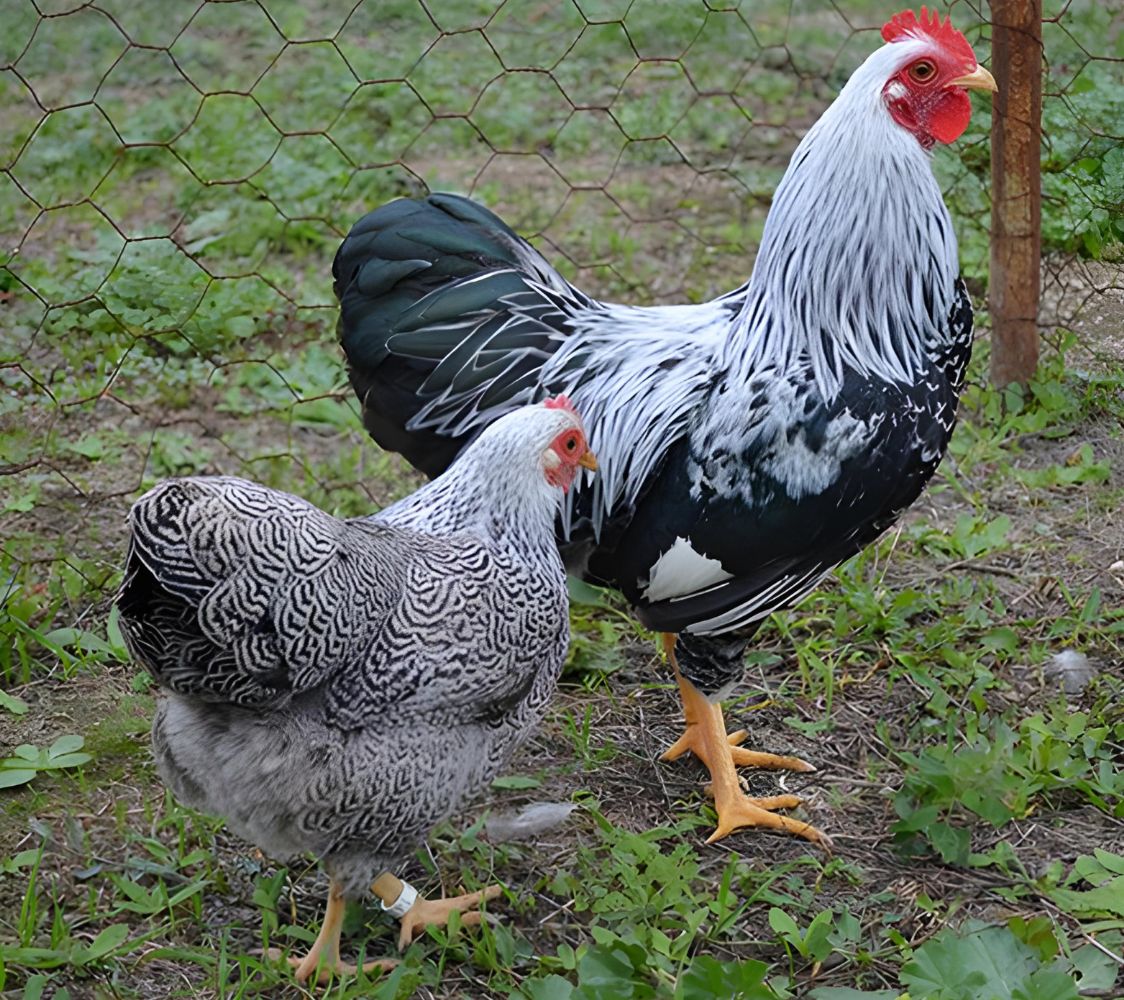 Pareja plymouth rock enano plata	