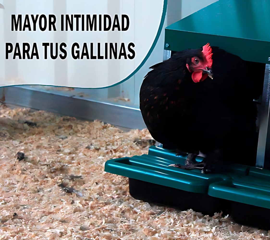 gallina en ponedero eco 4 huecos	