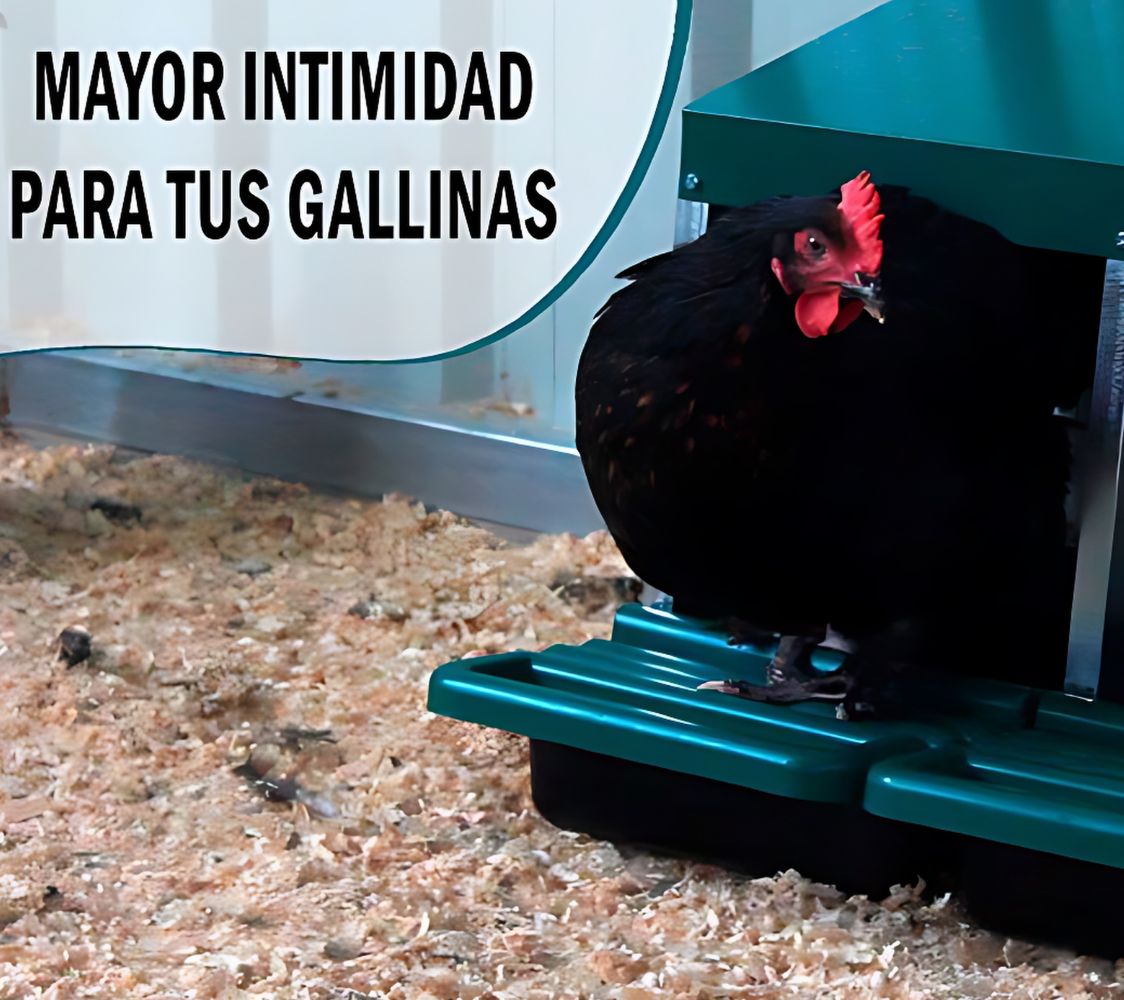 Gallina en ponedero prefabricado 2 huecos	