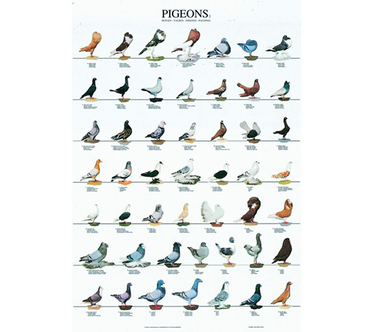 identificación de las distintas variedades de palomas