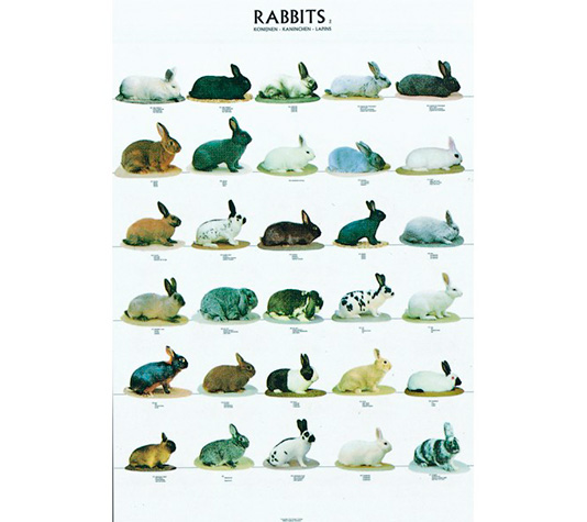 poster con conejos de raza