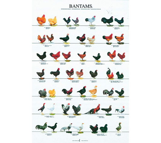 identificación de gallinas de raza 