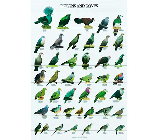 variedades de tórtolas en un poster