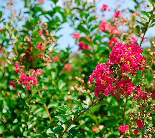 ramas y hojas lagerstroemia