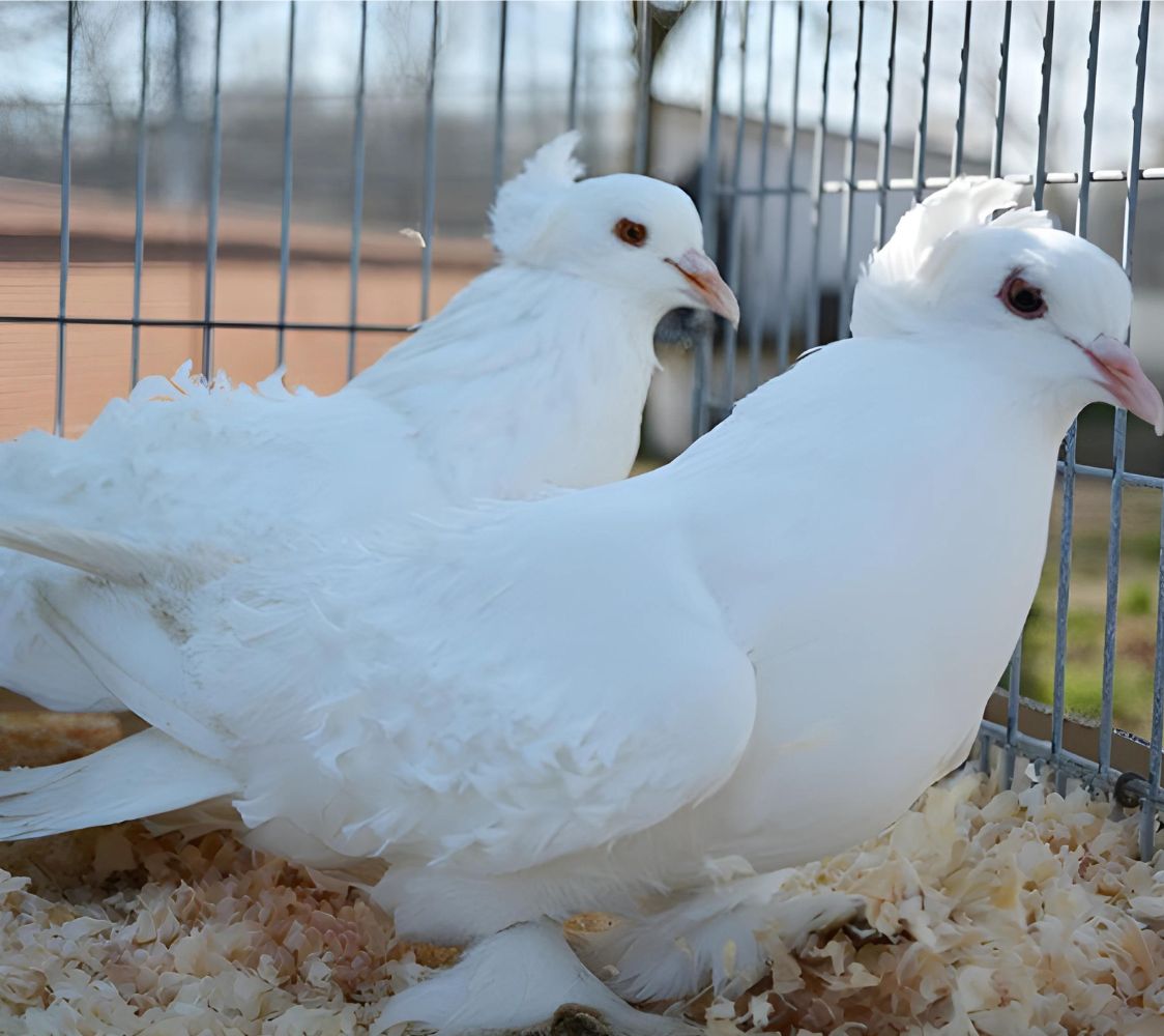 Palomas rizadas blancas con concha y calza	