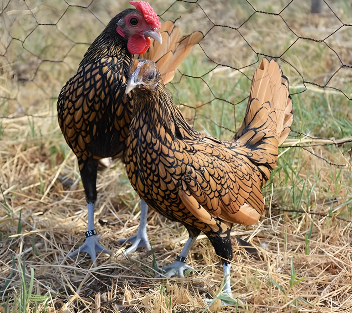 pareja gallinas sebright color dorado	