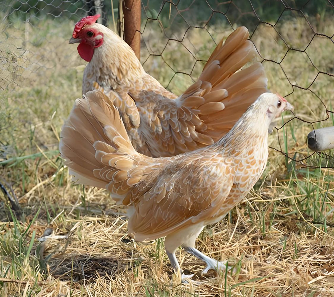  gallinas Sebright gamuza	