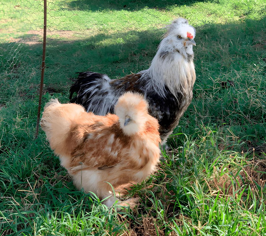 gallinas sedosa asalmonada pareja	