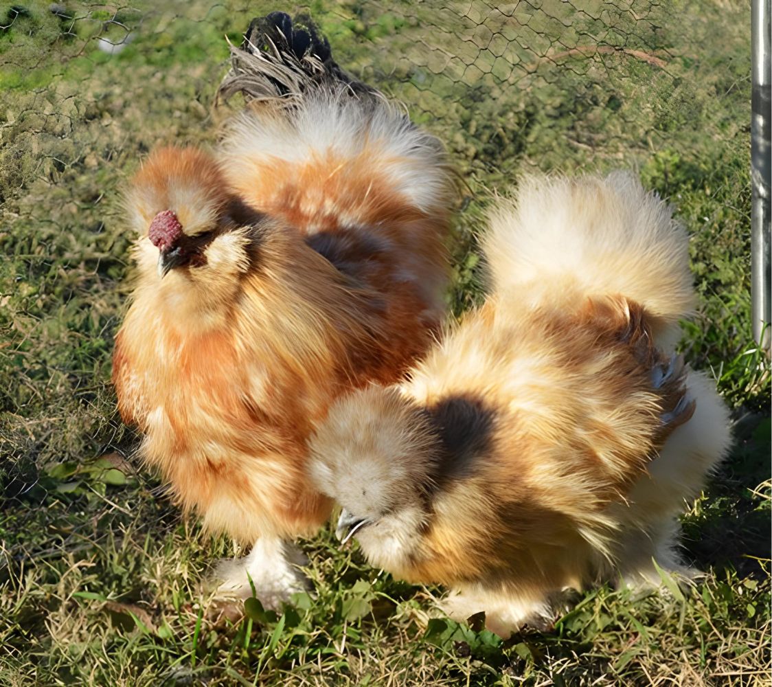 pareja gallinas sedosa color azul dorado aperdizado	