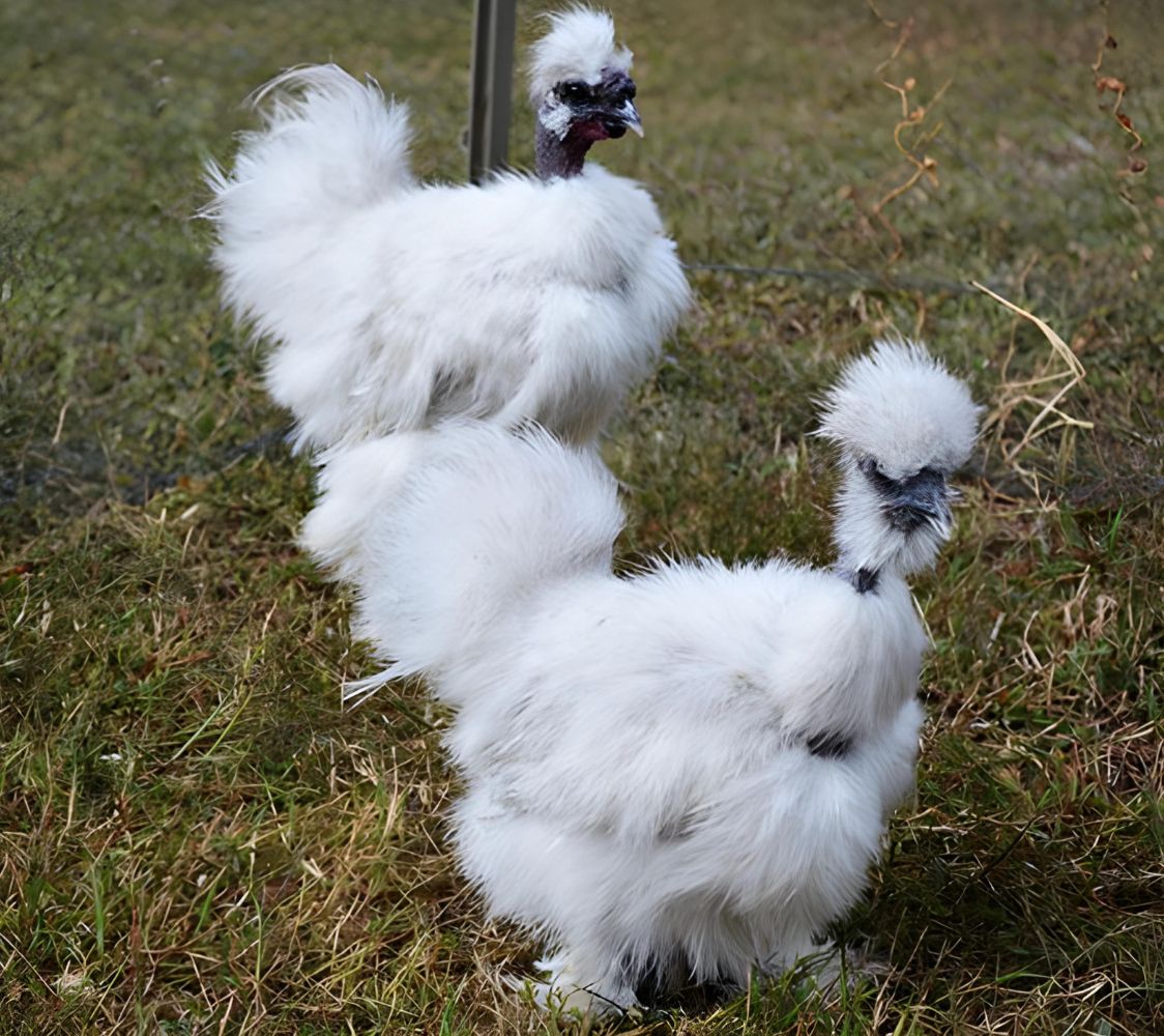  Sedosa Showgirl gris perla	