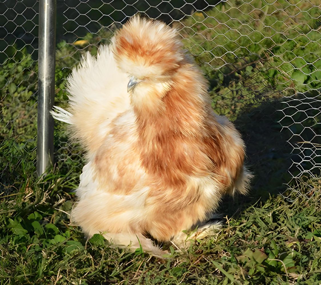 Gallina Sedosa blanco salpicado de rojo	