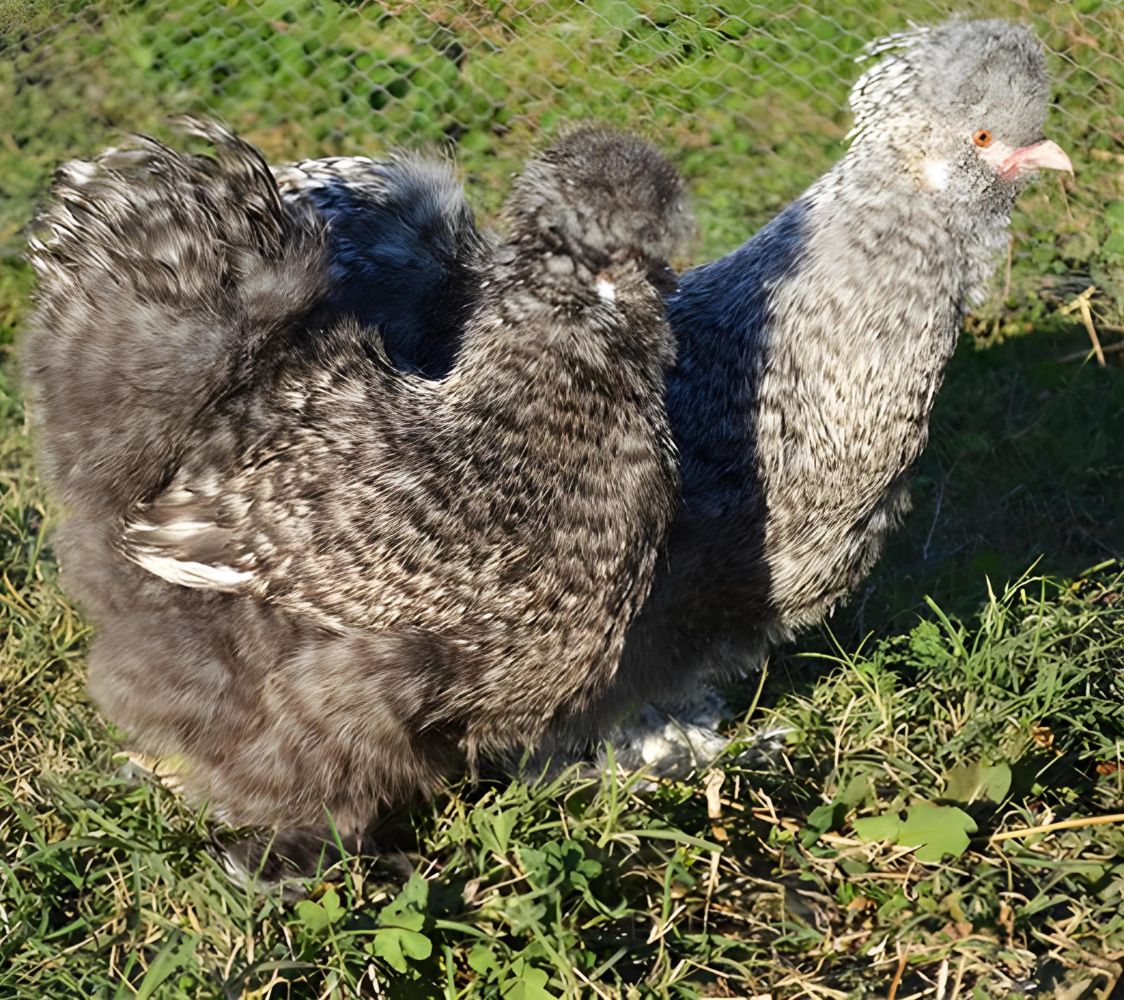 Pareja gallina Sedosa barrada	