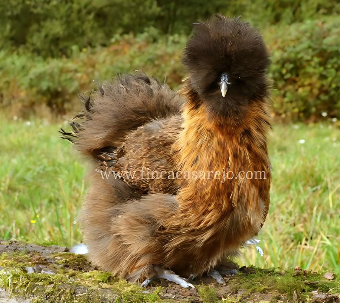 Gallina Sedosa dorado aperdizado	
