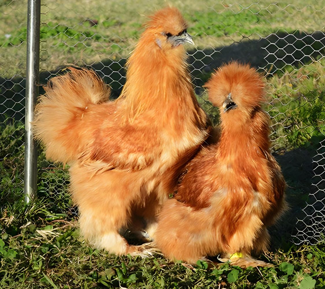 gallina sedosa leonado	